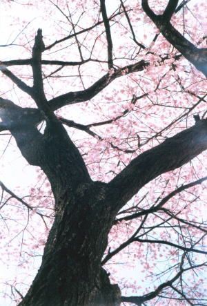 Cherry tree (LOMO SMENA8M)